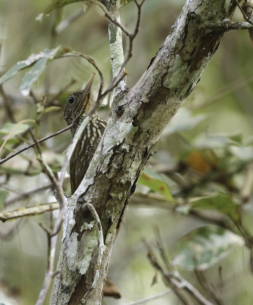 Buff-throated Woodcreeper (Lafresnaye's) - ML620743908