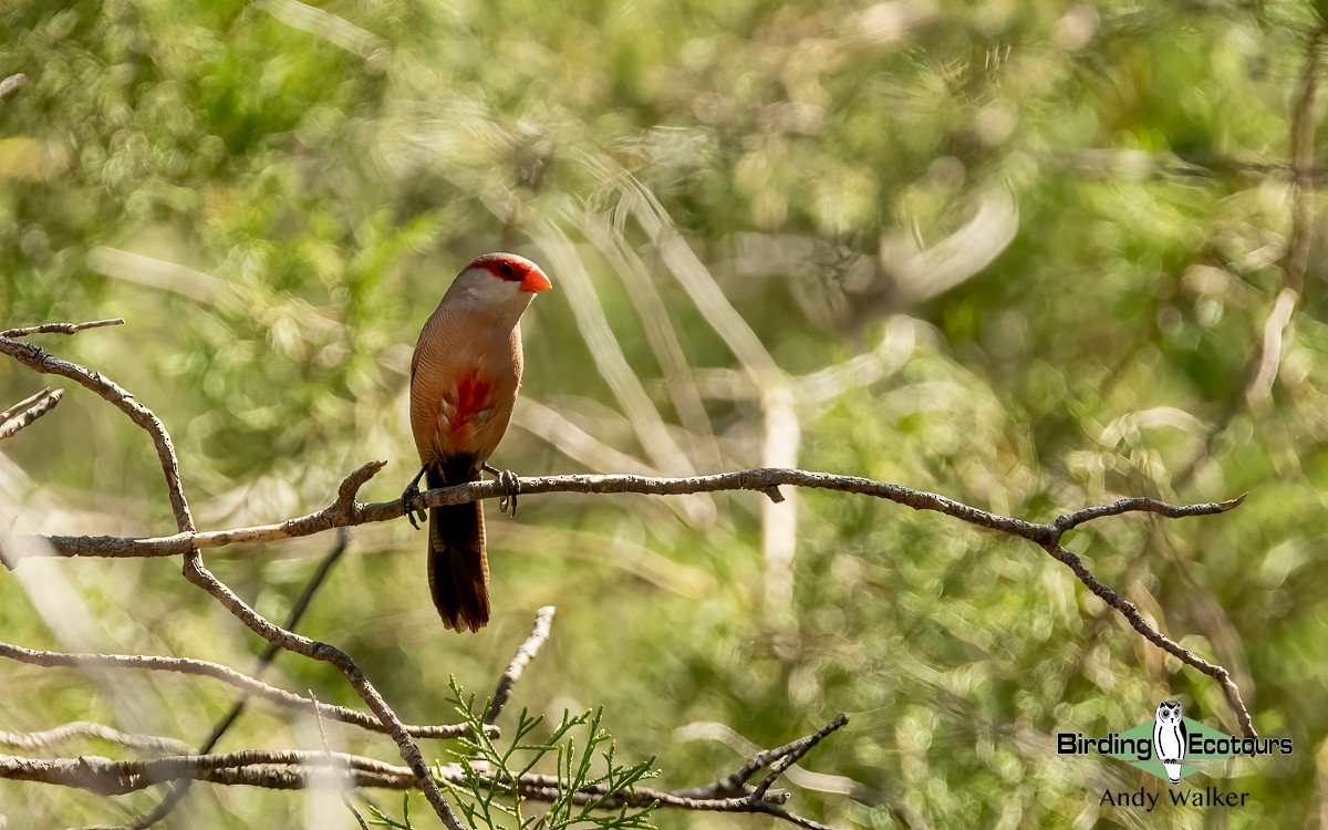 Common Waxbill - ML620743911