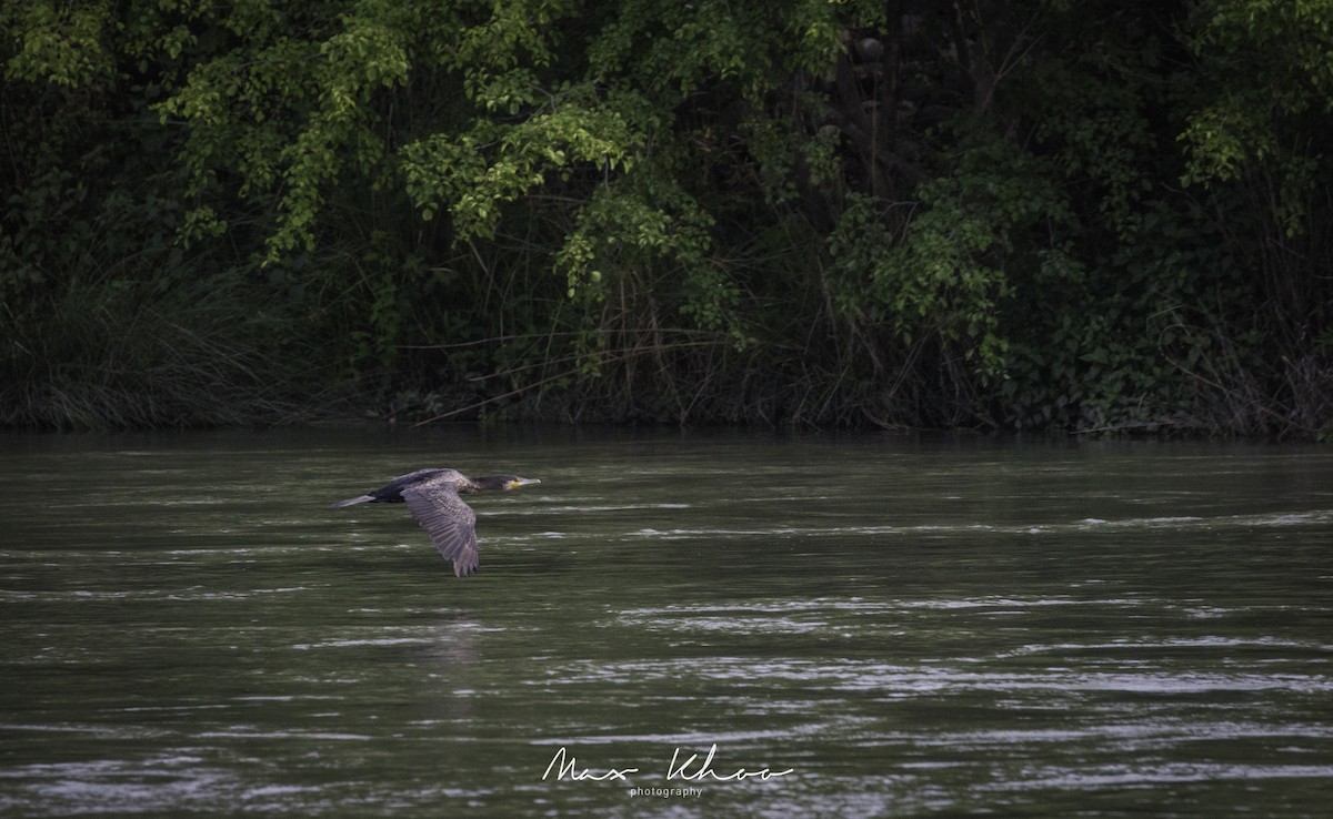 Great Cormorant - ML620743915