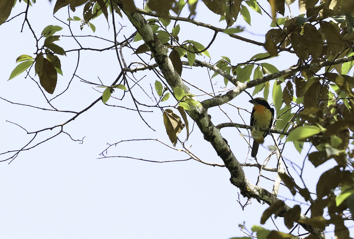 Gilded Barbet - ML620743919