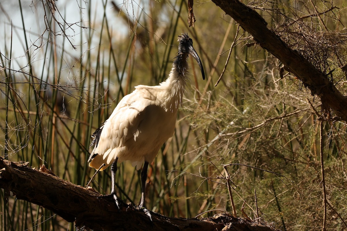 Australian Ibis - ML620743922