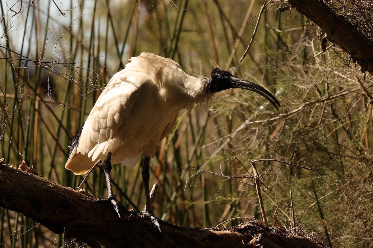 ibis australský - ML620743923
