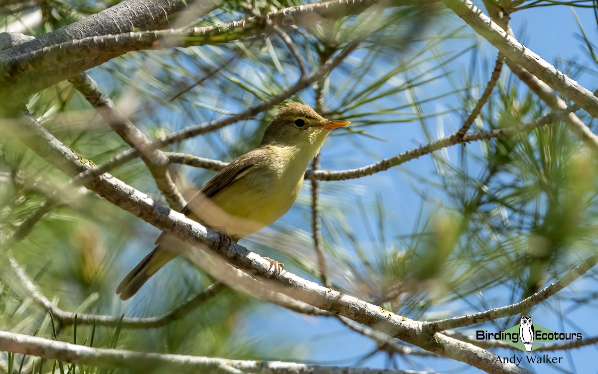 Melodious Warbler - ML620743924