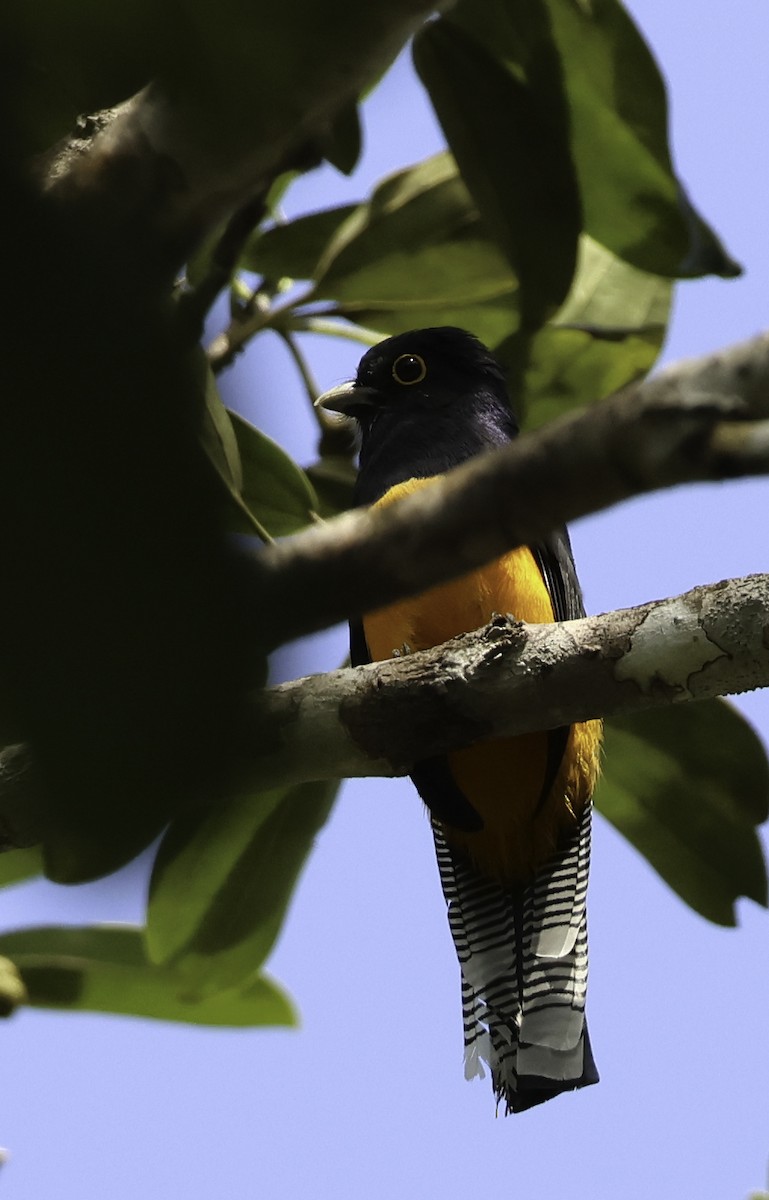 Amazonian Trogon - ML620743925