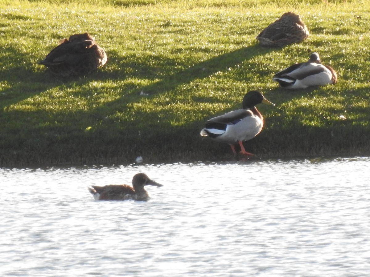 Northern Shoveler - ML620743926