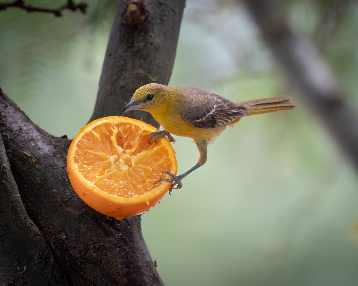 Oriole masqué - ML620743932