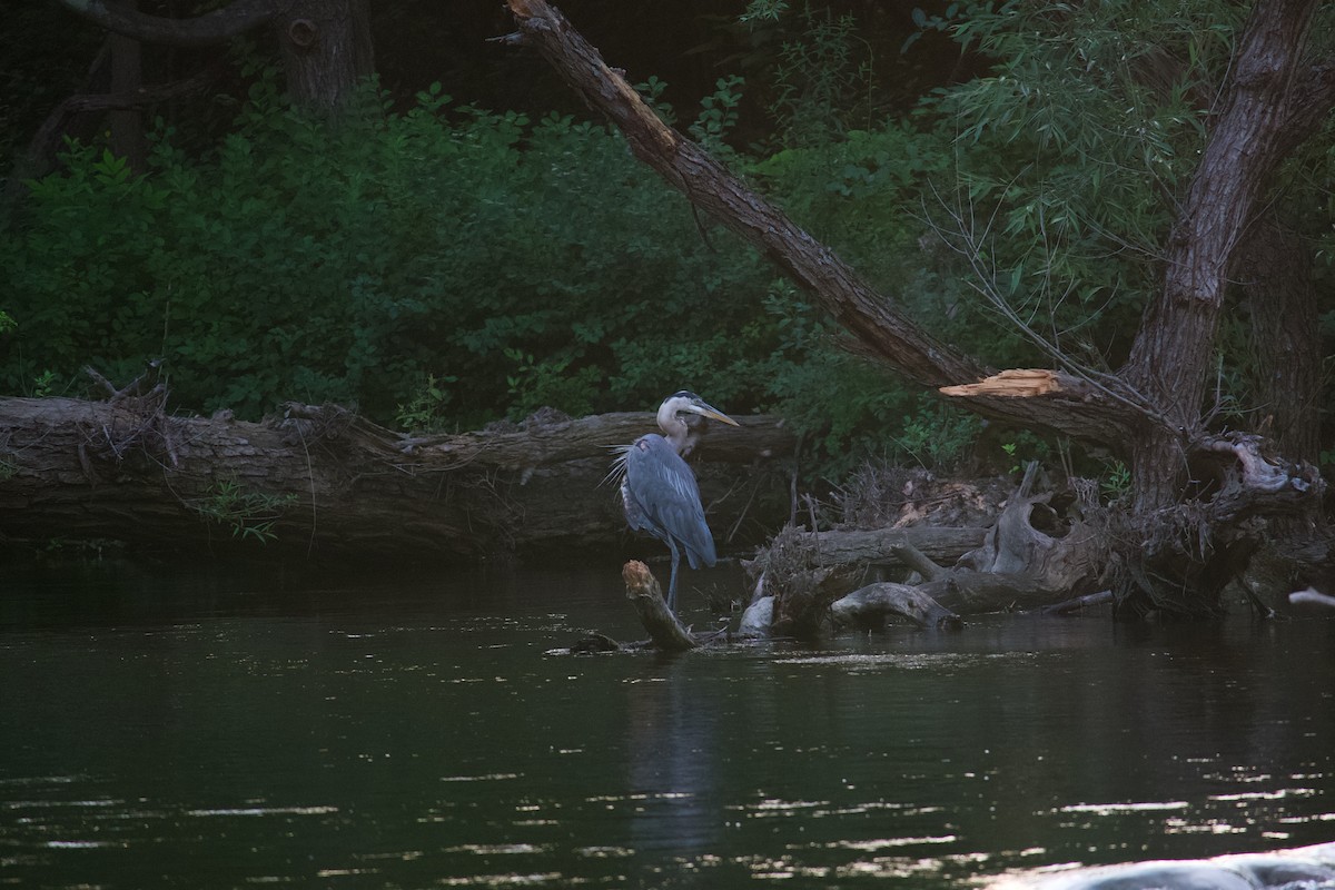 Great Blue Heron - ML620743946