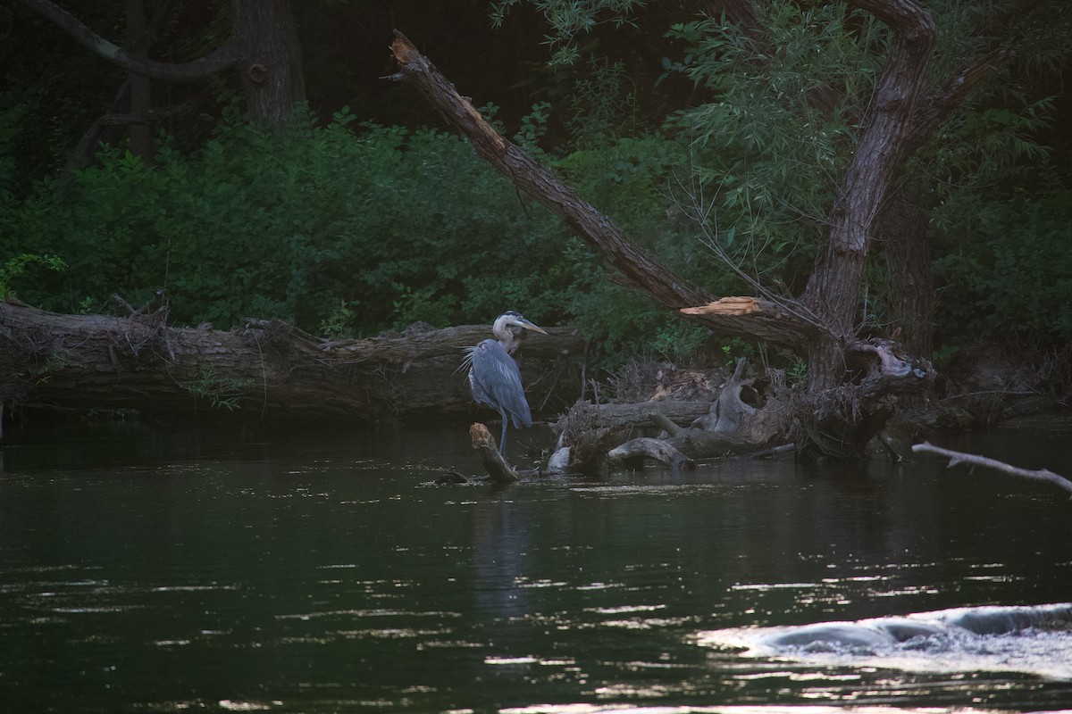 Great Blue Heron - ML620743948