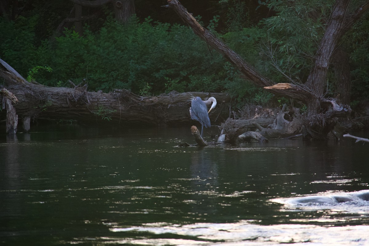 Great Blue Heron - ML620743949