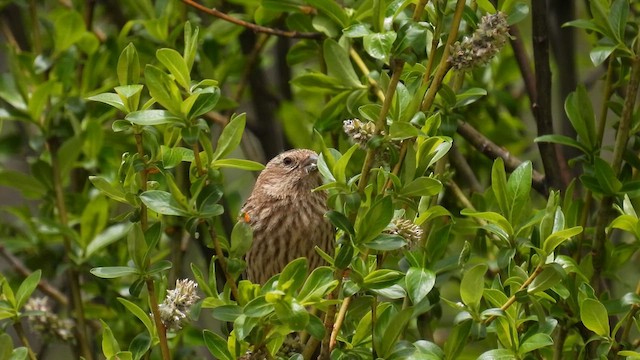 Pink-rumped Rosefinch - ML620743952