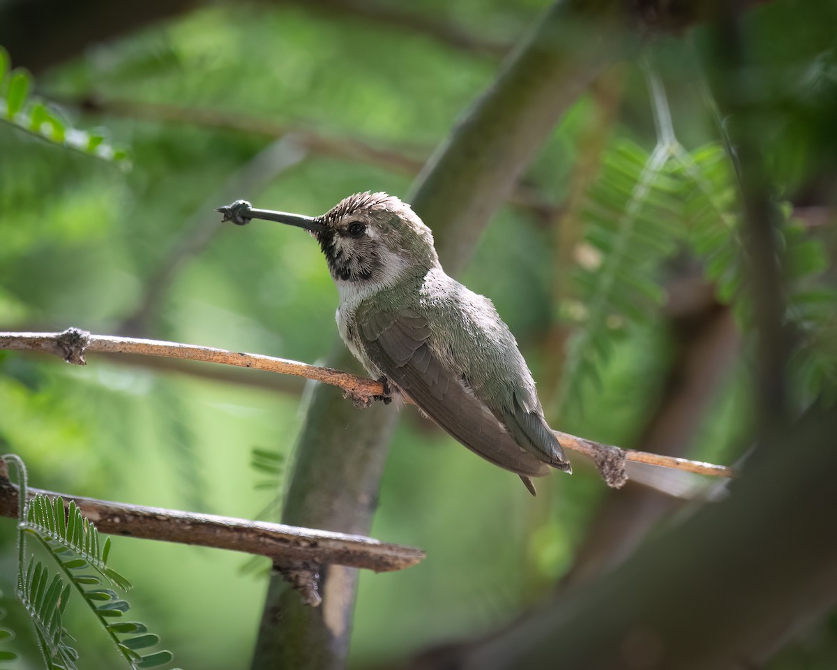 Costa's Hummingbird - Michael Roper