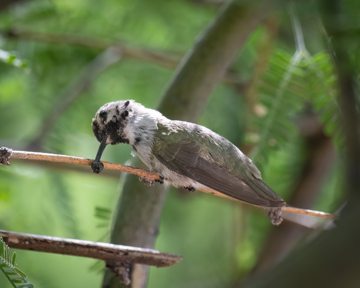 Colibrí de Costa - ML620743954