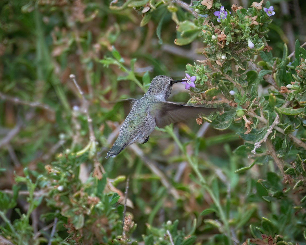 ørkenkolibri - ML620743955