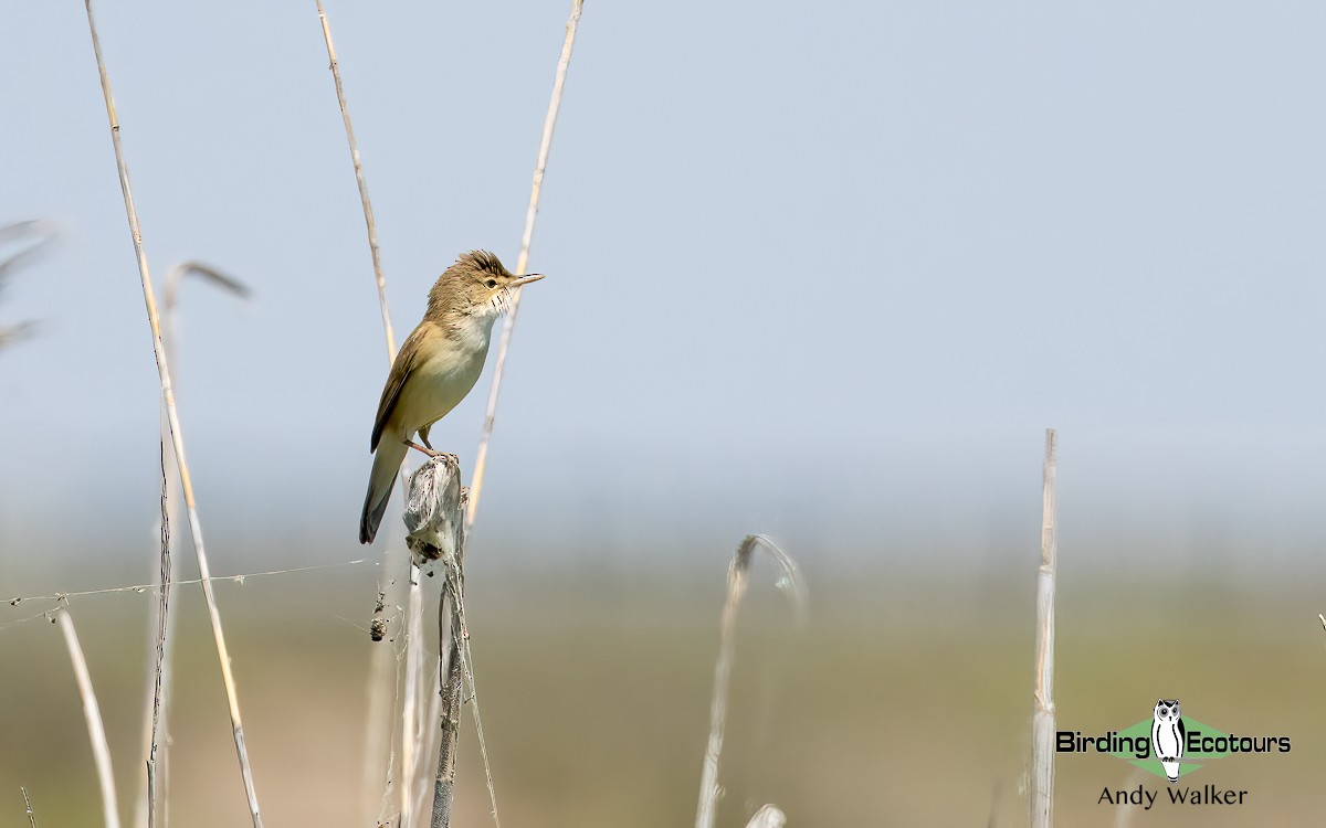 Common Reed Warbler - ML620743956