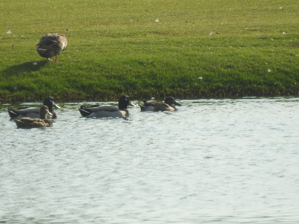 Northern Shoveler - ML620743958