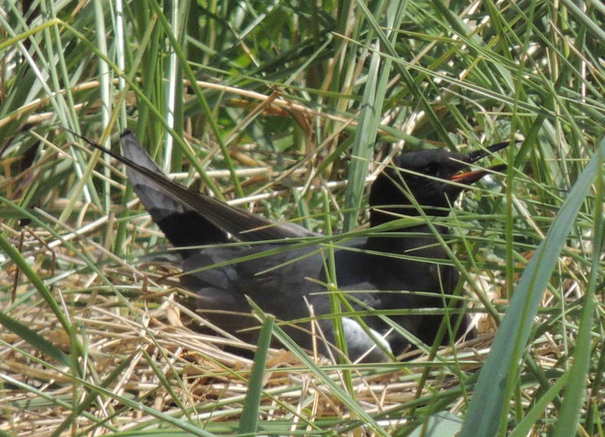 Black Tern (American) - ML620743960