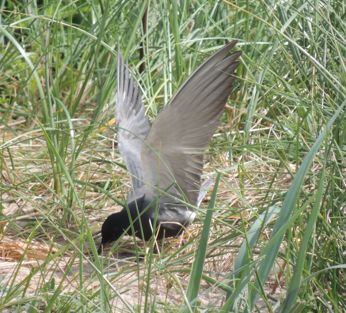 Black Tern (American) - ML620743961