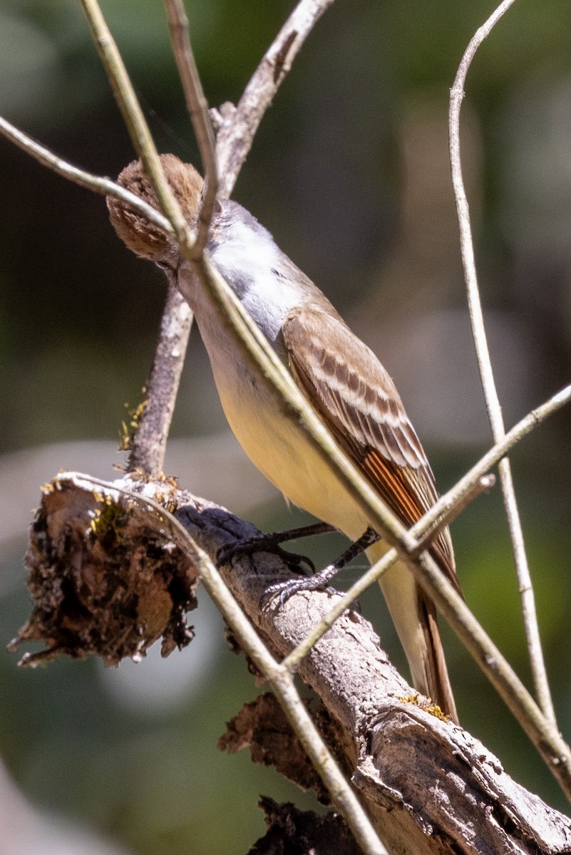 Dusky-capped Flycatcher - ML620743962