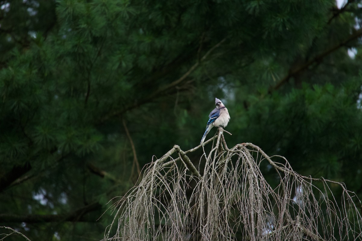 Blue Jay - ML620743963