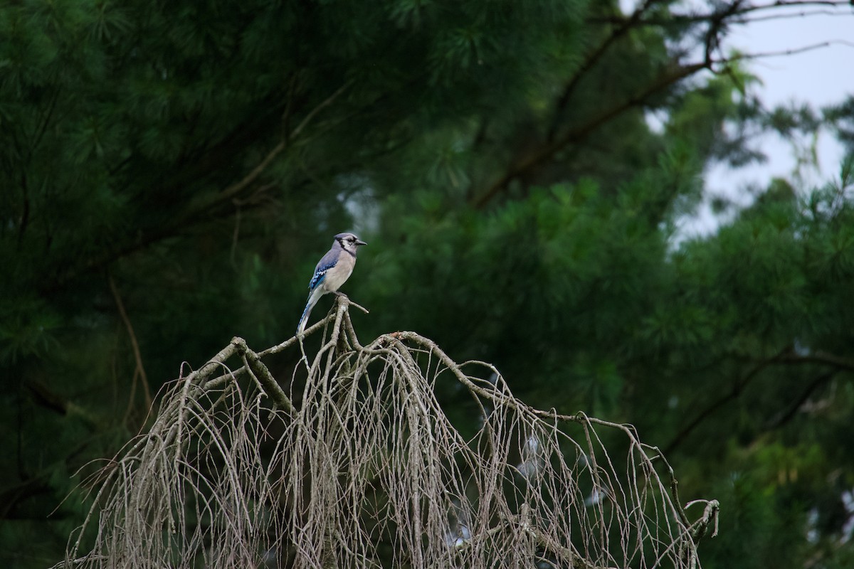 Blue Jay - ML620743965