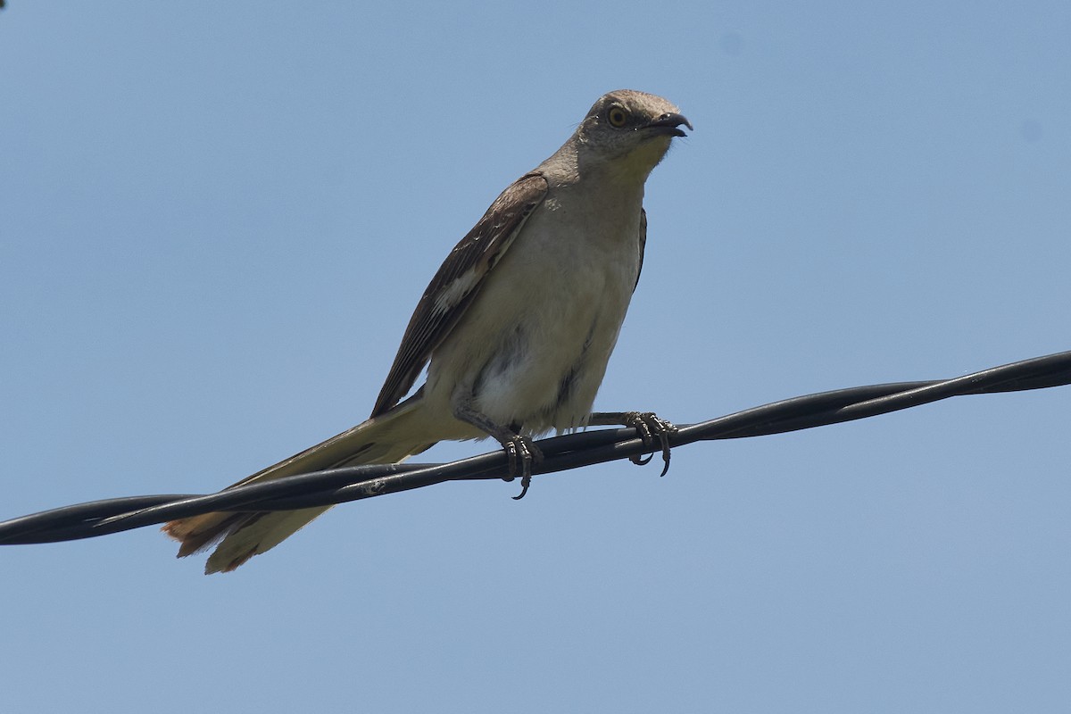 Northern Mockingbird - ML620743966