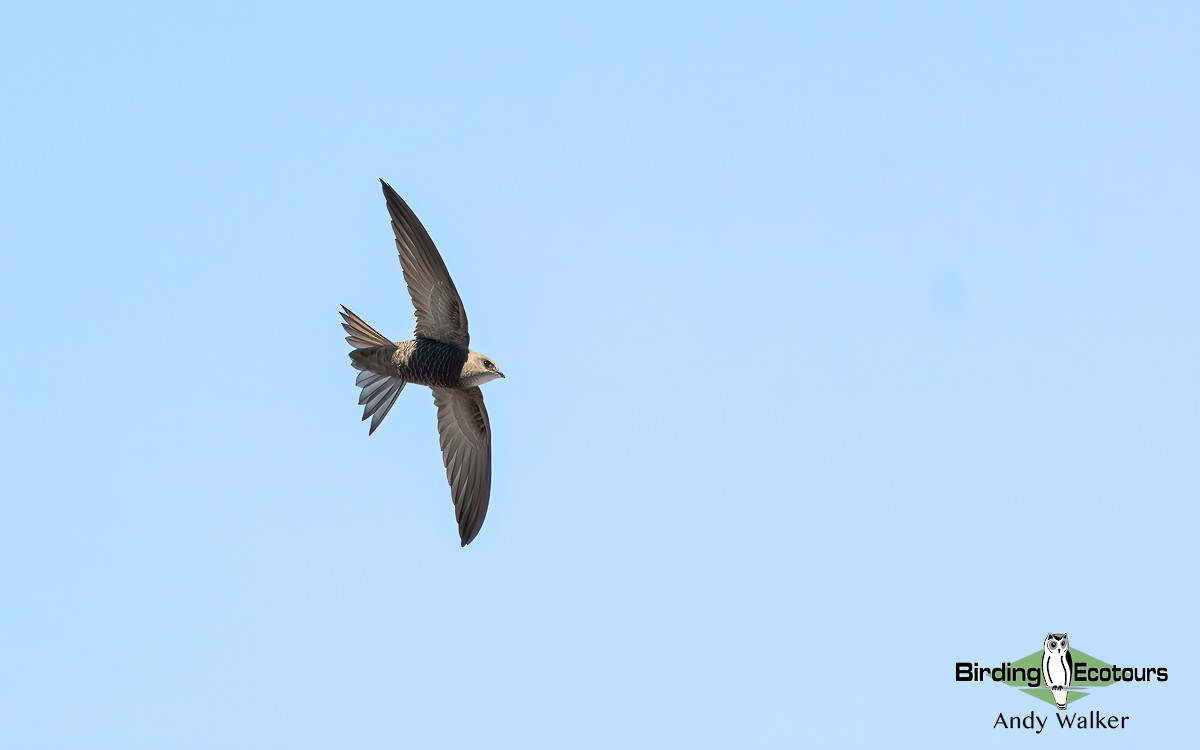 Pallid Swift - ML620743967