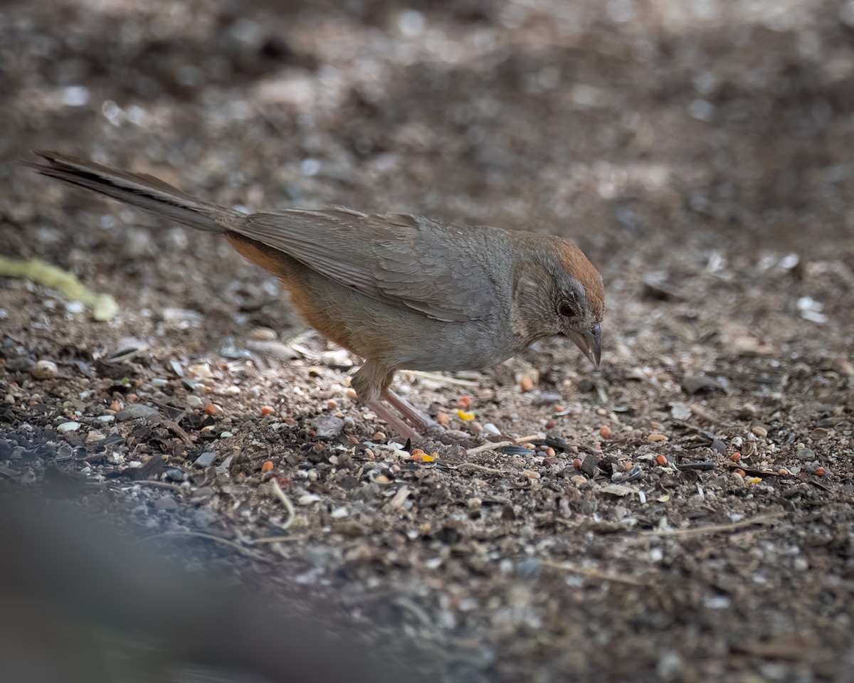 Canyon Towhee - ML620743968