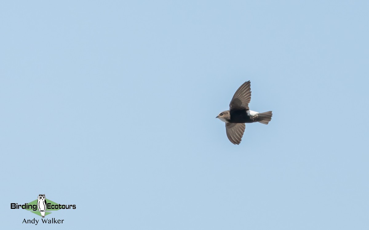 Little Swift - Andy Walker - Birding Ecotours