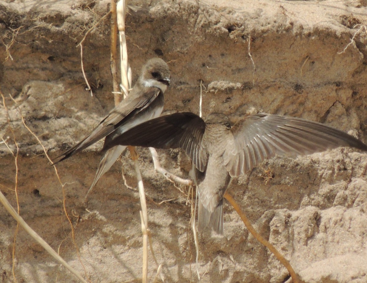 Bank Swallow - Mark Easterbrook