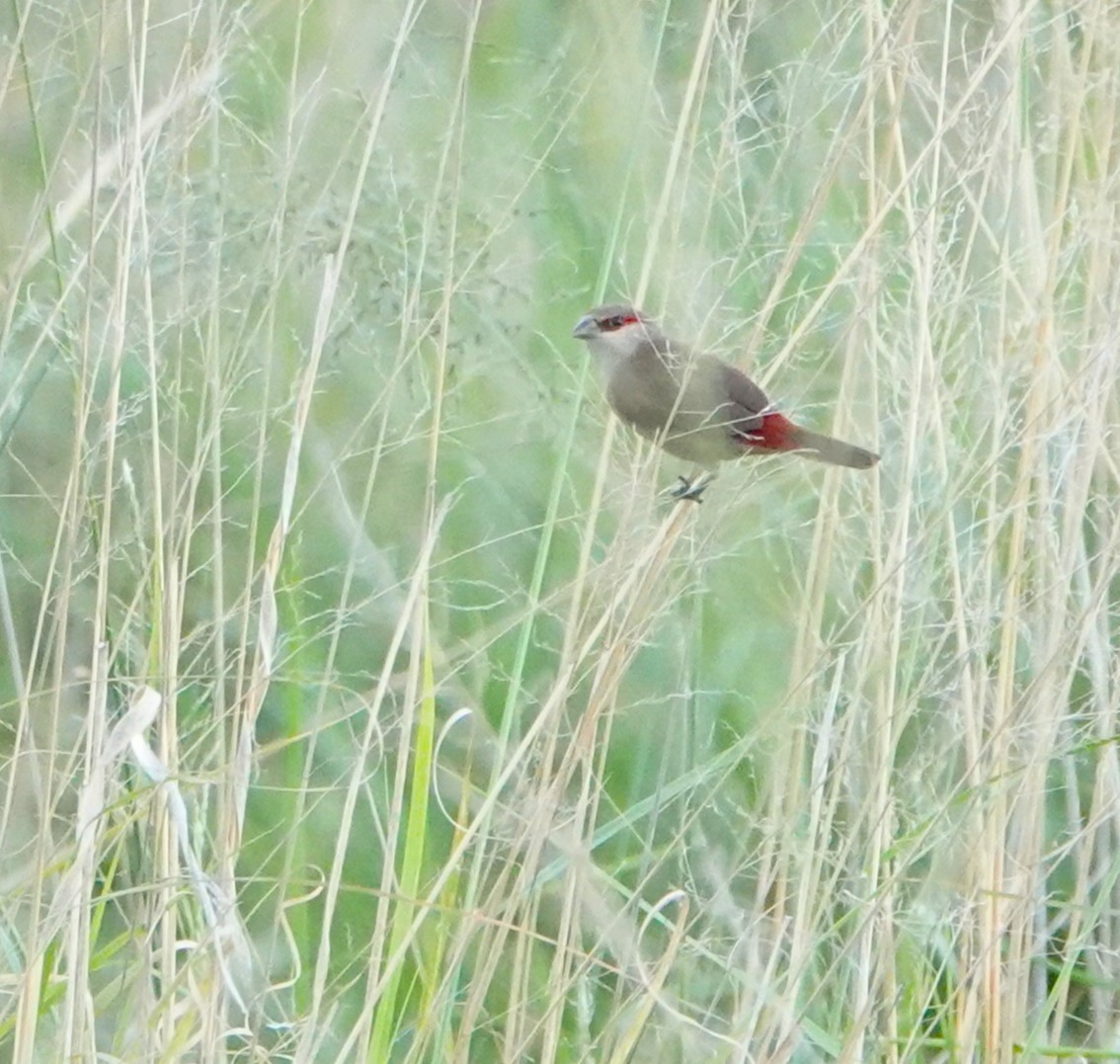 Crimson-rumped Waxbill - ML620743976