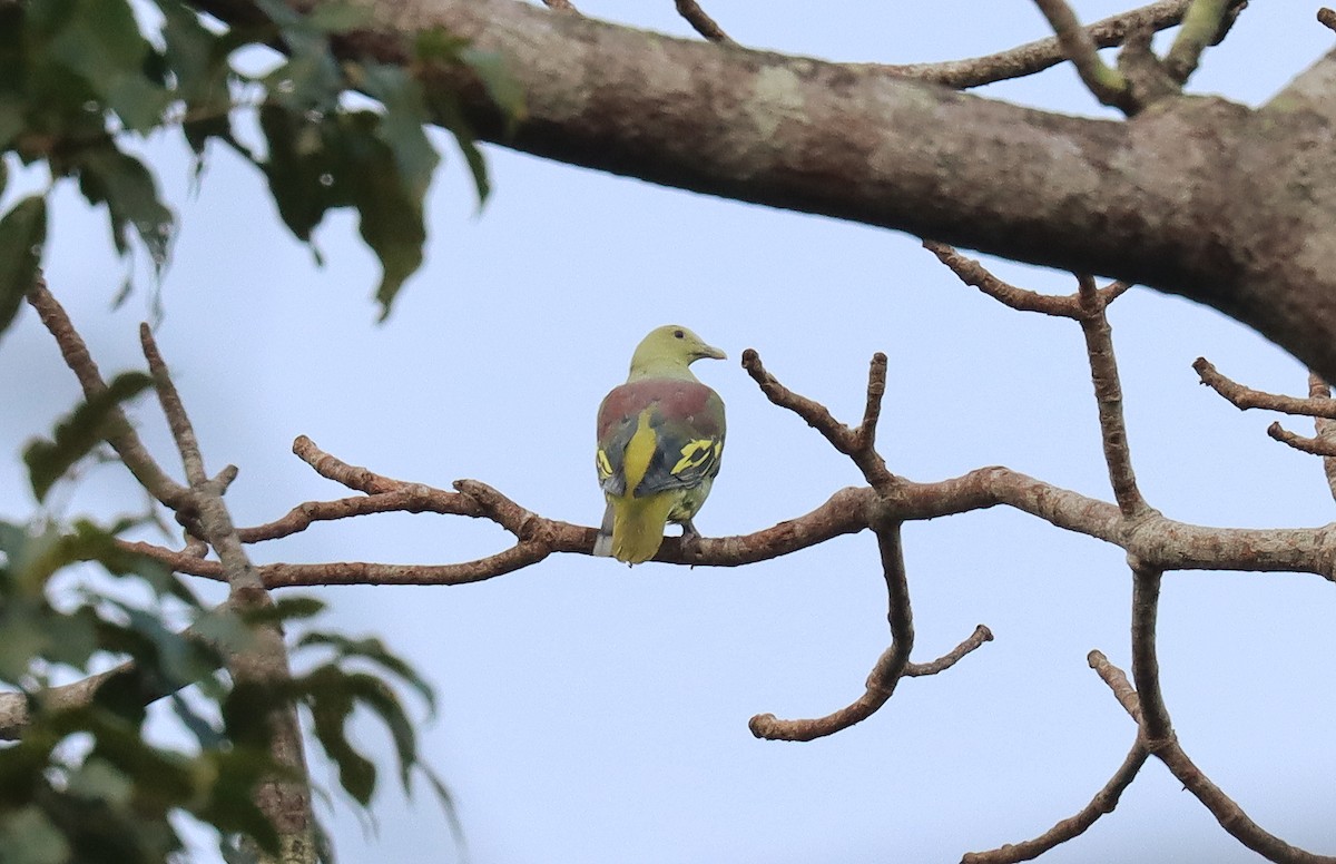 Andaman Green-Pigeon - ML620743981