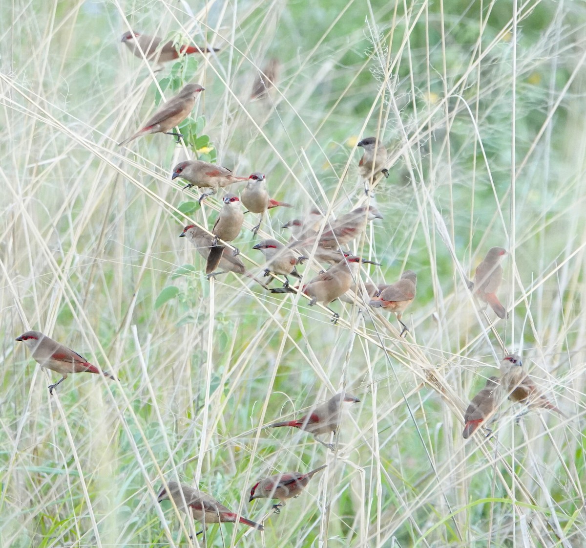 Crimson-rumped Waxbill - ML620743982