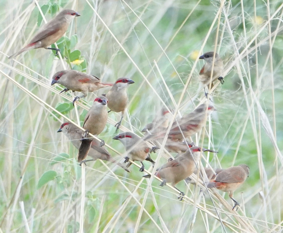 Crimson-rumped Waxbill - Rich Wilkens