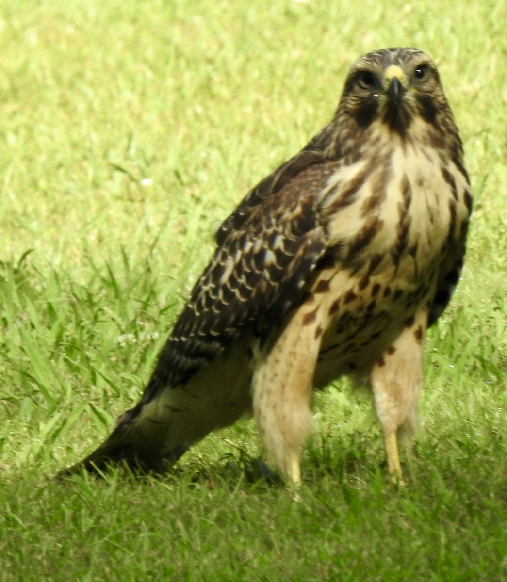 Red-shouldered Hawk - ML620744022