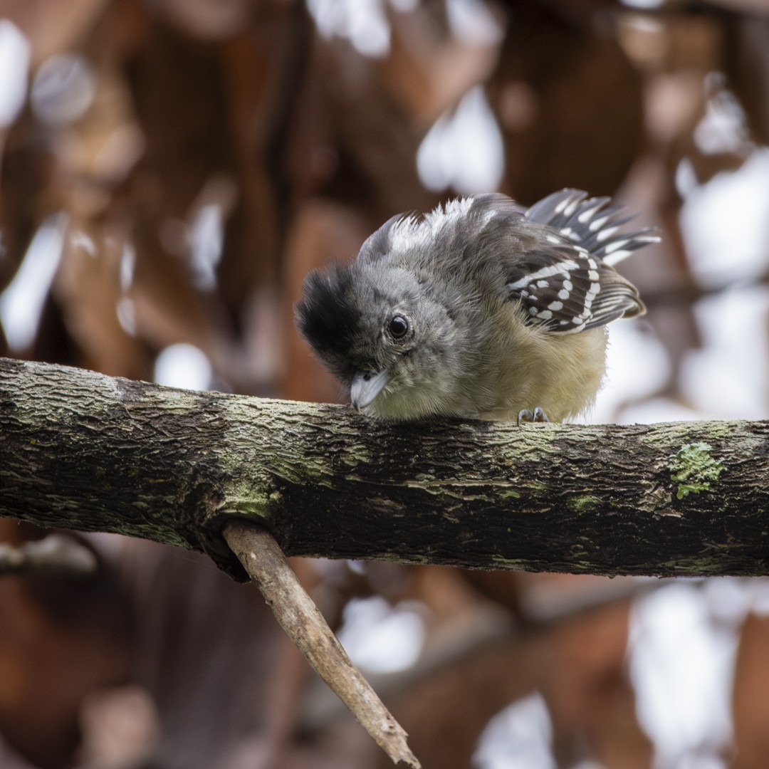 Black-capped Antwren - ML620744023