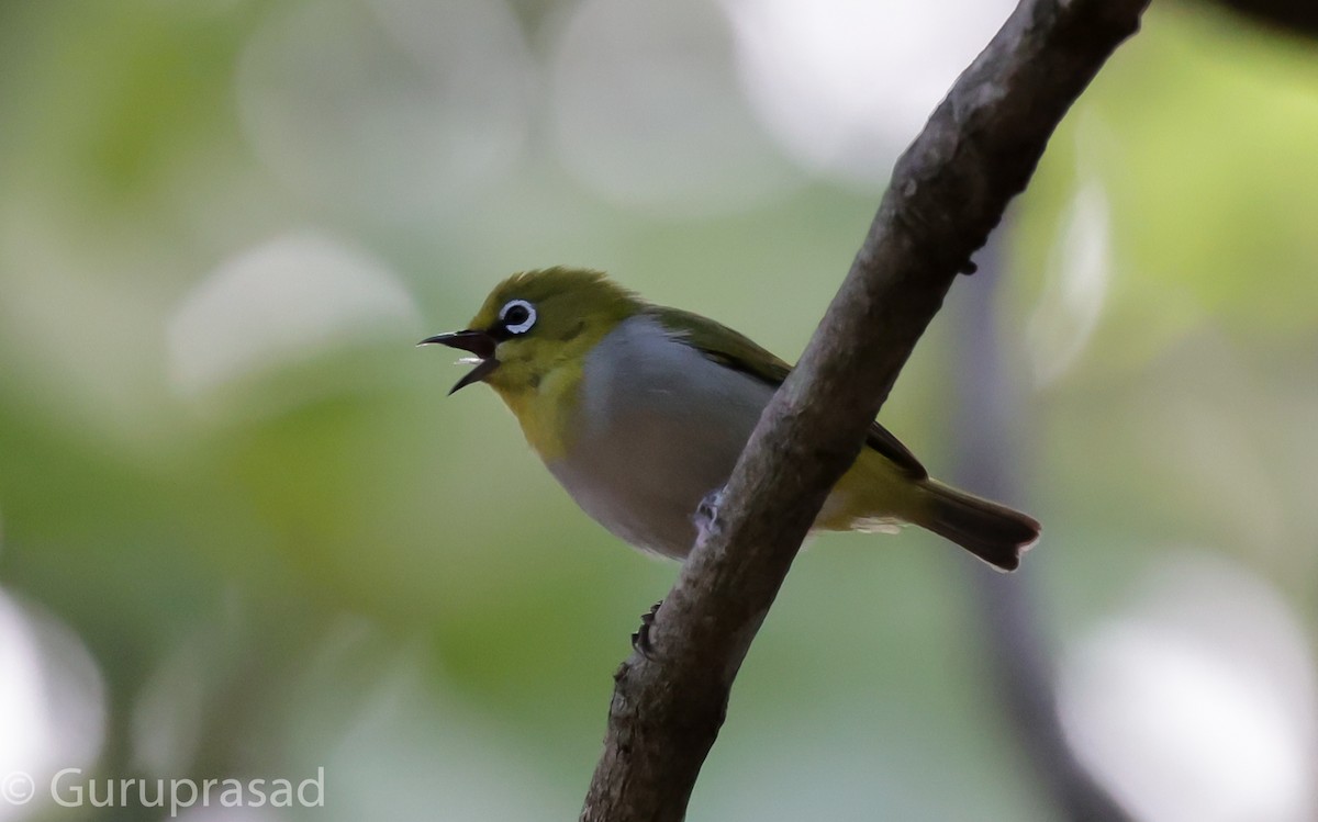 Indian White-eye - ML620744025