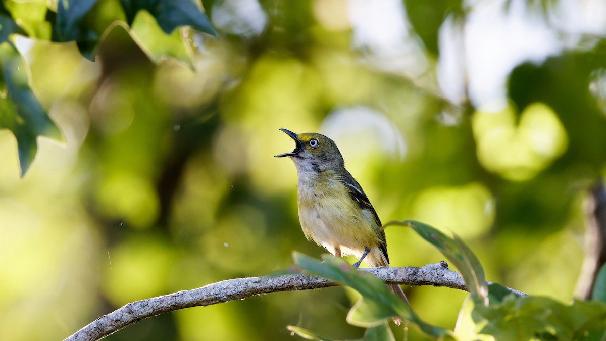 Vireo Ojiblanco - ML620744030