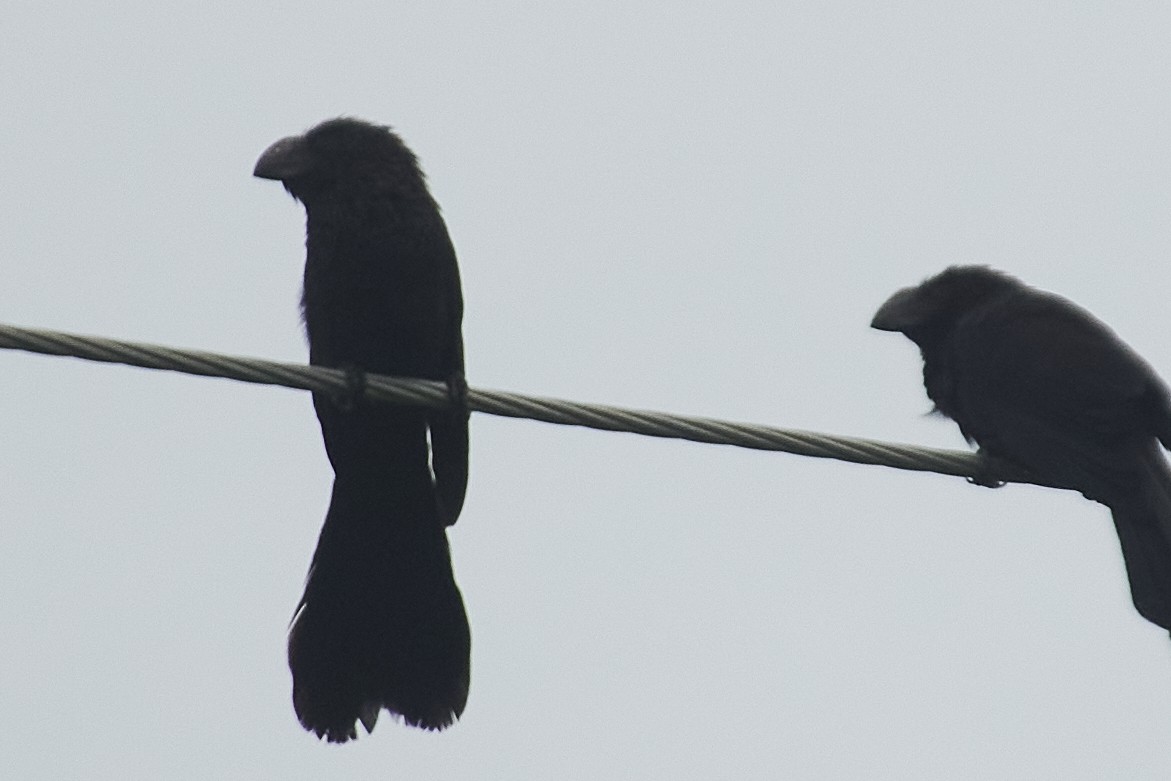 Smooth-billed Ani - ML620744031