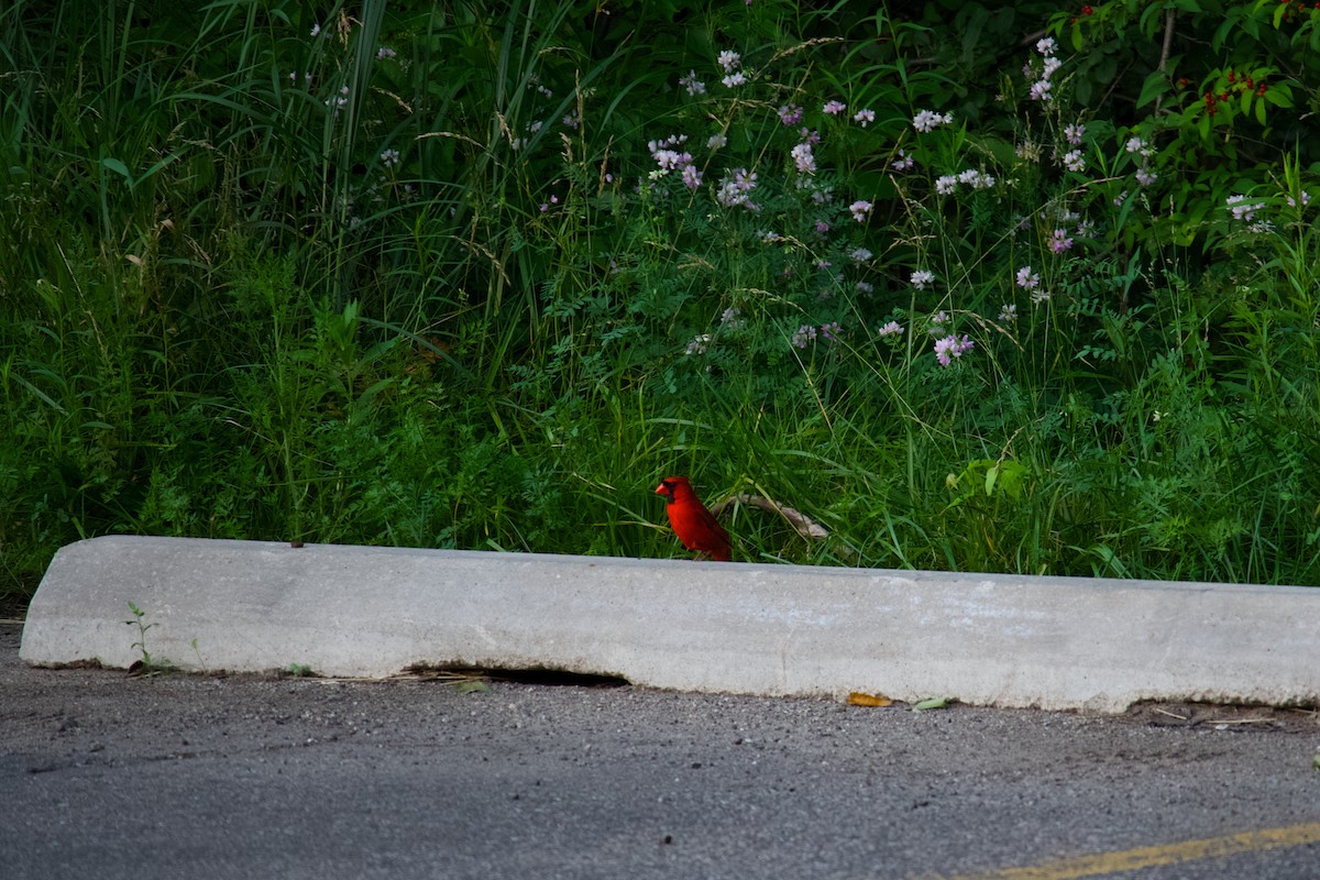 Cardinal rouge - ML620744033