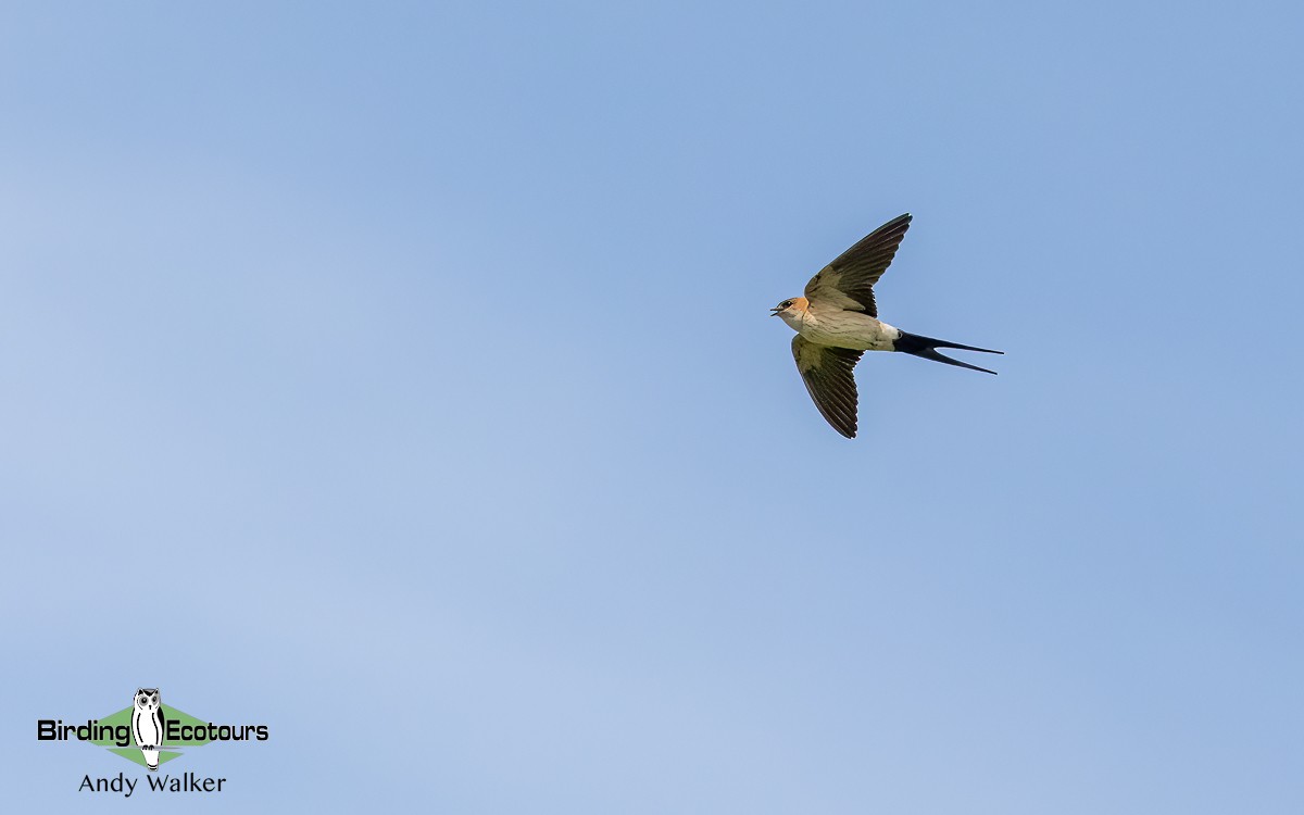 Golondrina Dáurica (grupo daurica) - ML620744037