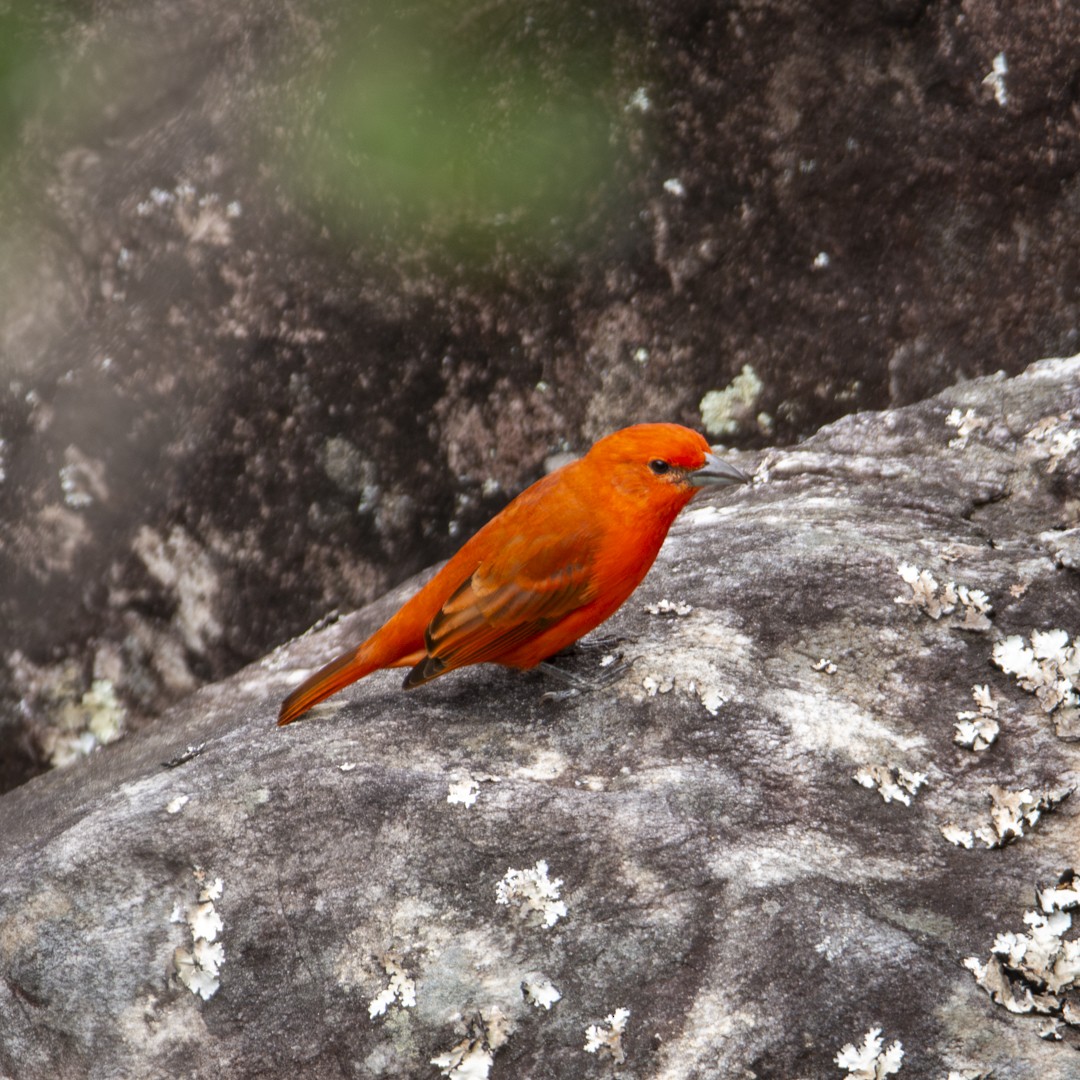 Hepatic Tanager (Lowland) - Caio Osoegawa