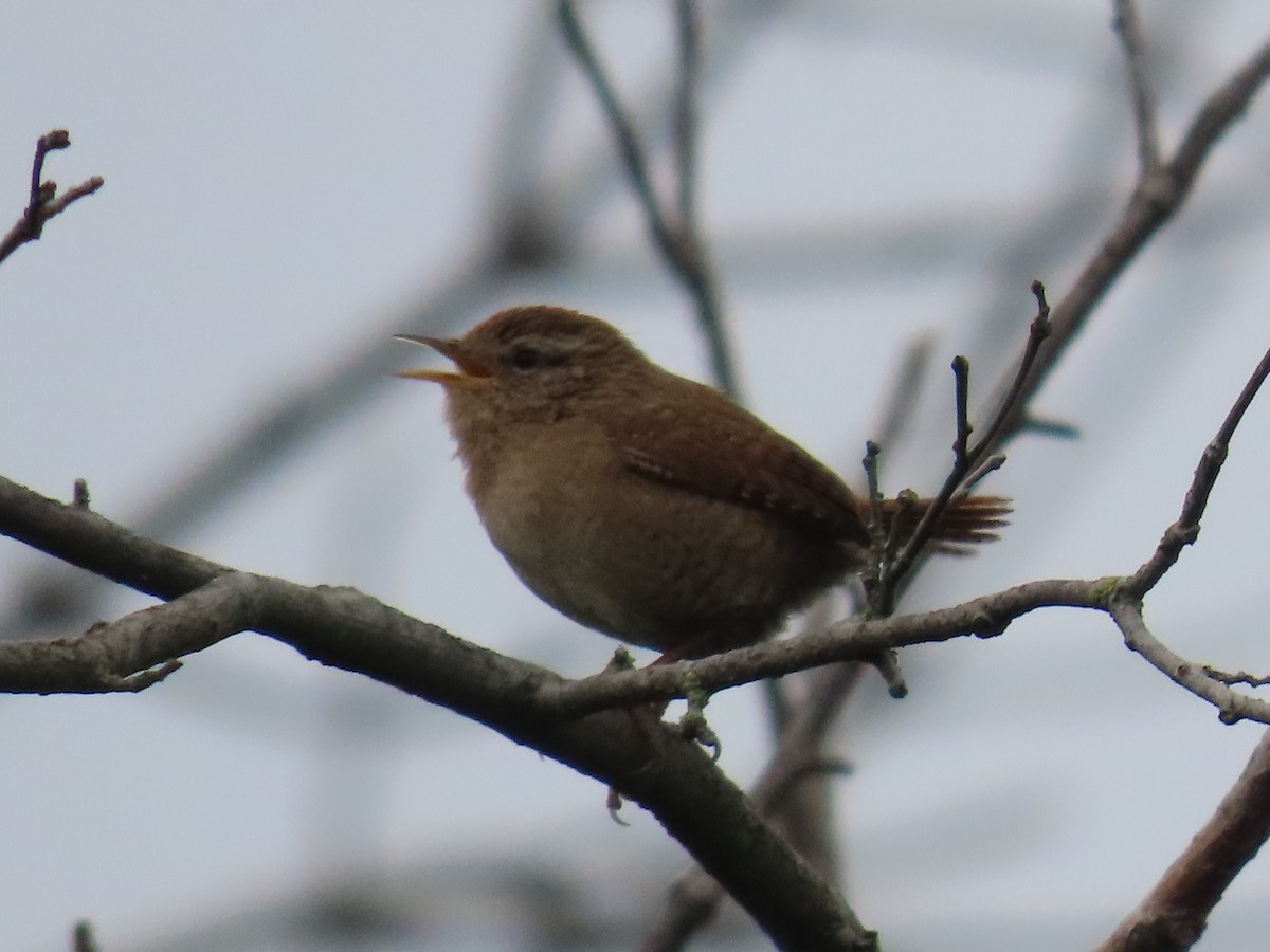 Eurasian Wren - Andrew Self