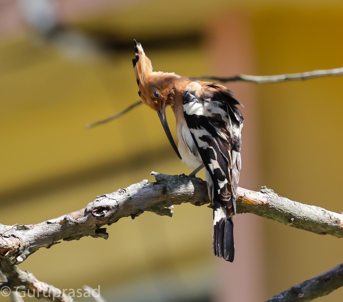 Eurasian Hoopoe - ML620744047