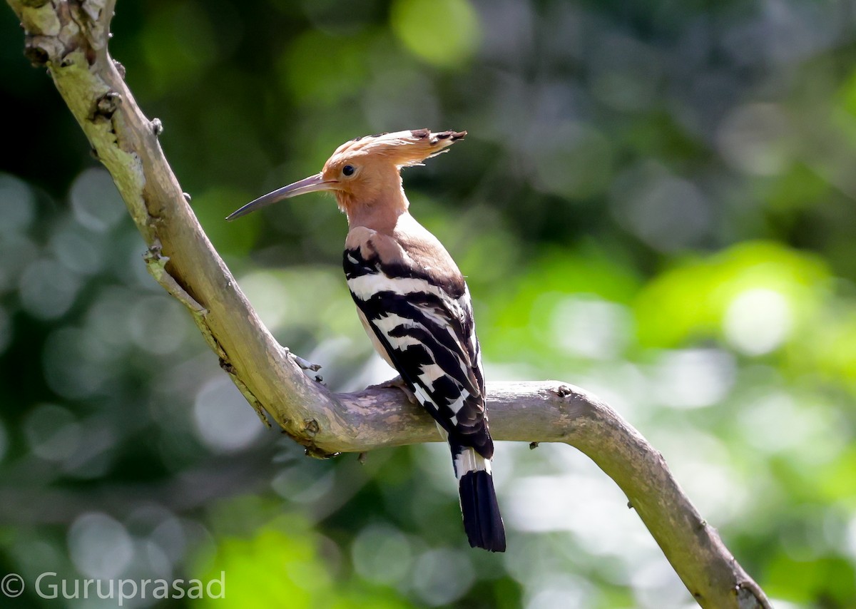 Eurasian Hoopoe - ML620744050