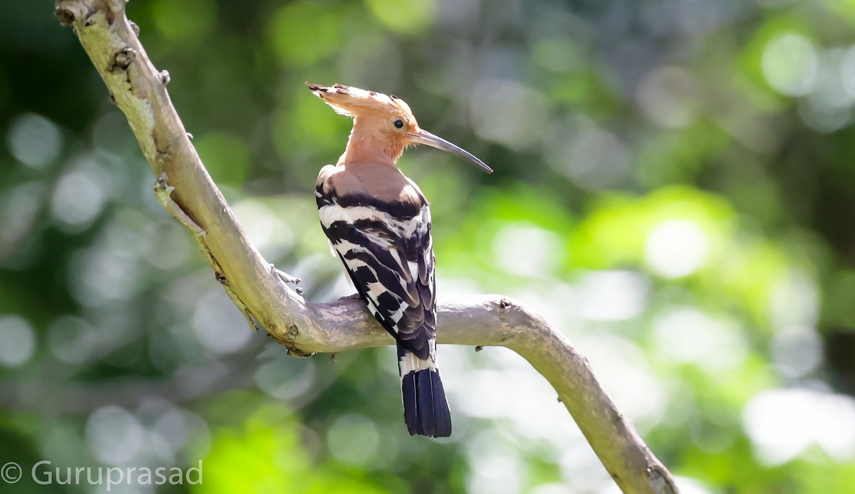 Eurasian Hoopoe - ML620744053