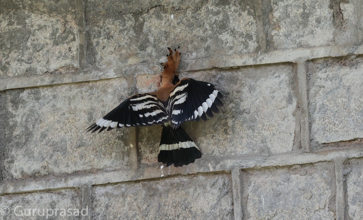 Eurasian Hoopoe - ML620744054