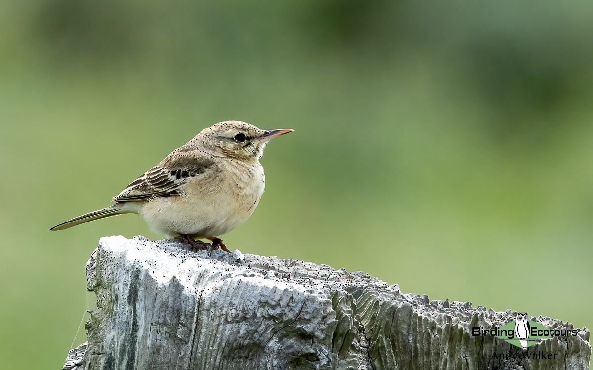 Tawny Pipit - ML620744056