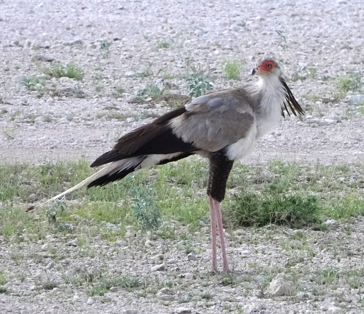 Secretarybird - Rich Wilkens