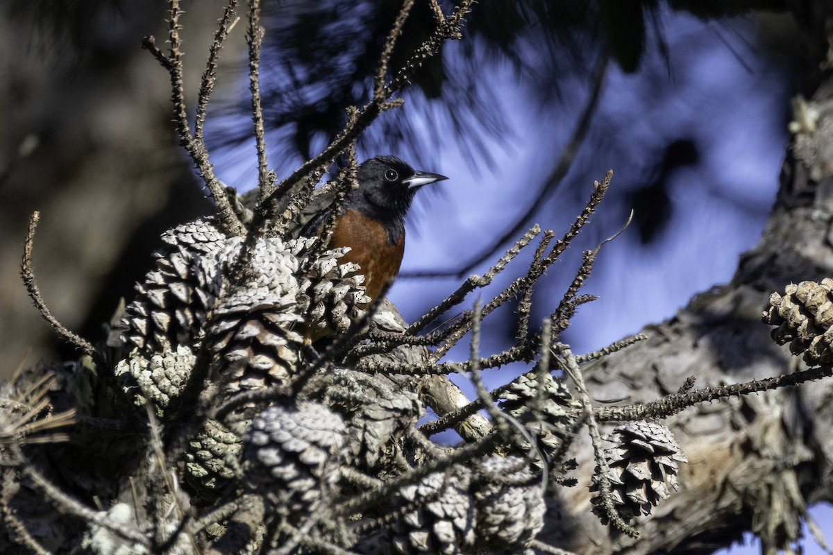 Orchard Oriole - ML620744061