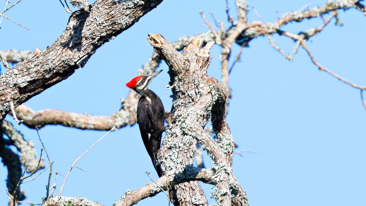 Pileated Woodpecker - ML620744070